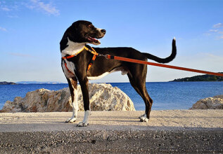 mourelatou_191044_aroundgreecewithyourpet_555x360