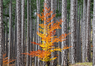 s_115489123_forests-pindosnationalpark_555x360