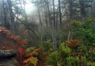 s_1163679754_dadiaforest_555x360