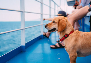 s_1498680311_essentialspets_555x360