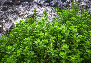 s_1680907528_traditionalproducts-agistri-oregano_555x360