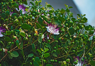 s_1766231429_kythnostraditionalproducts_555x360