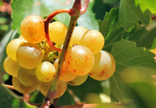 s_1813935116_attica-vineyards_555x360