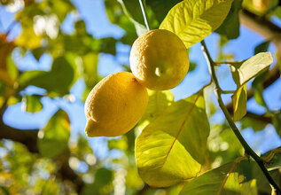 s_2094280048_greekbeverages-kitro_555x360