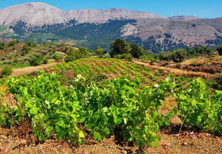 s_300591035_wine-rhodes_555x360