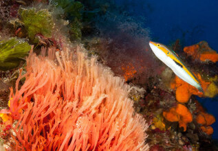 s_660793090_lerosdiving_555x360