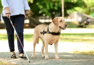 s_714251149_blind_servicedog_555x360