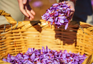s_748281700_harvestingthecrocus_555x360