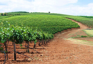 tassou_xanthiwines_555x360