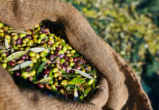 tsafos_537_traditionalharvest_555x360