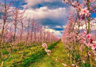 veria_s_2021847563_750x440