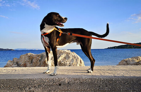 Medium black with little white dog on a leash on a road by the sea.