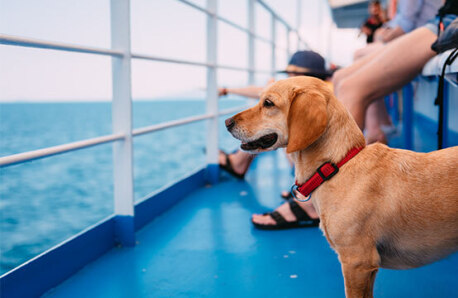 Brown small dog on ship deck.