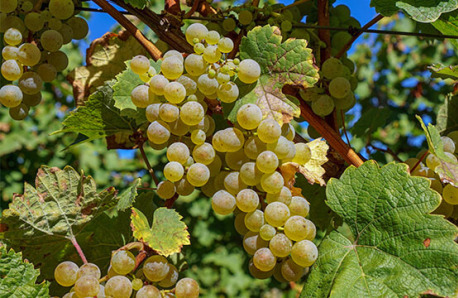 Bunch of white ripe grape on the vine.