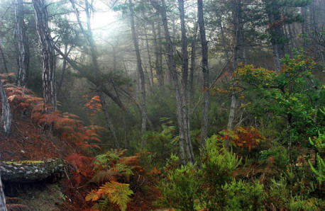 Dense forest with tall slender trees and low vegetation in green and autumn colors. 