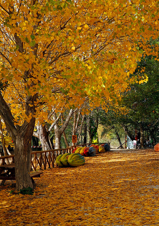 Δέντρο με κίτρινα φύλλα στο πλάι. Στο έδαφος πολλά πεσμένα κίτρινα φύλλα και στο βάθος ξύλινος φράκτης με ακουμπισμένα κανώ και δέντρα με πράσινα φύλλα. 