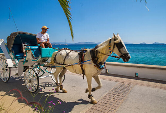 White carriage with white horse passes by beach road next to blue sea with sunshine.