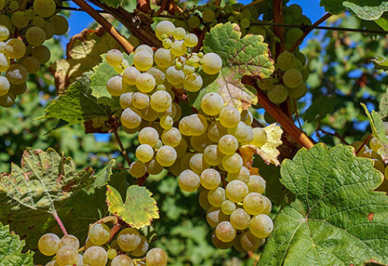 Bunch of white ripe grape on the vine.