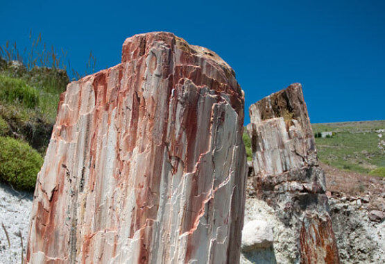 2 fossilized tree trunks up close and in the background landscape with low green vegetation. 