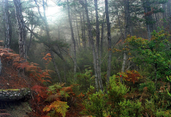 Πυκνό δάσος με ψηλά λεπτά δέντρα και χαμηλή βλάστηση σε πράσινα και φθινοπωρινά χρώματα.