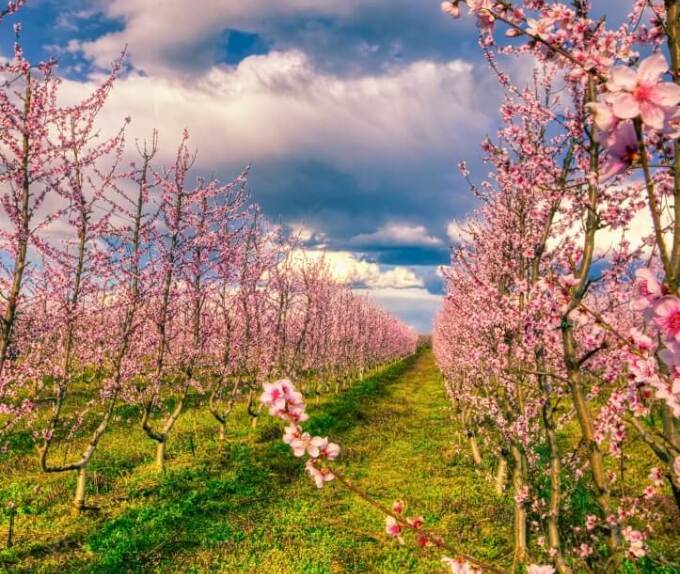 περιβόλι με ανθισμένες ροδακινιές την άνοιξη στον κάμπο της Βέροιας στη βόρεια Ελλάδα