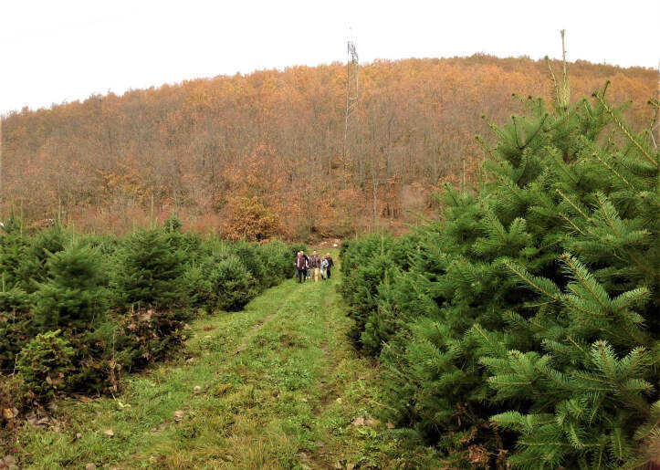 A group of individuals walking along a path between rows of young fir trees, with a colourful autumn forest in the background
