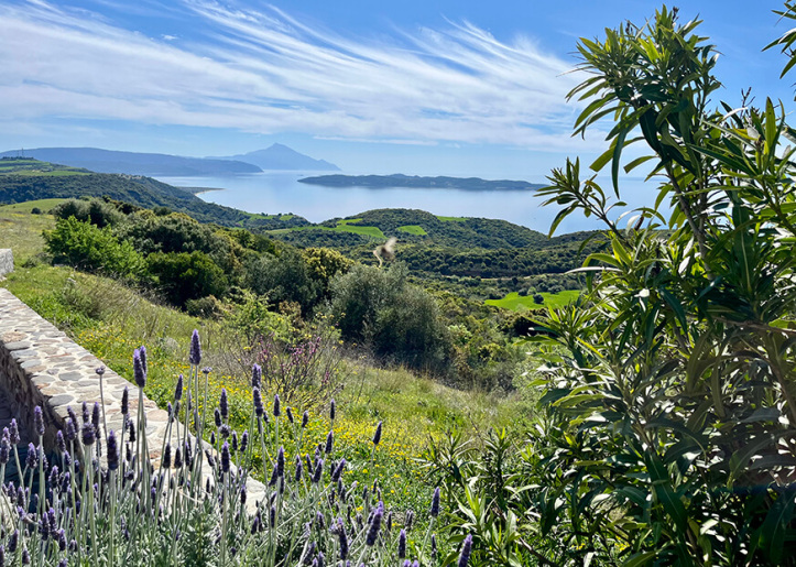 A scenic view of a coastal landscape on a clear day, featuring a pathway lined with greenery and purple flowers, leading towards a calm sea with distant mountains under a partly cloudy sky.
