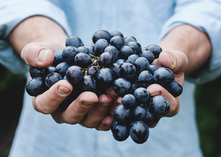 person holding red grapes
