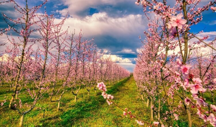 orchard of bloomed peach trees in spring in the plain of Veria in northern Greece