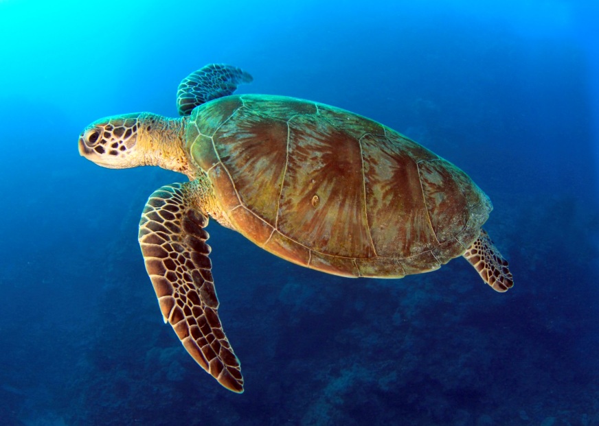 Five Incredible Marine Animals To Look Out For Around The Greek Islands Five Incredible Marine Animals To Look Out For Around The Greek Islands
