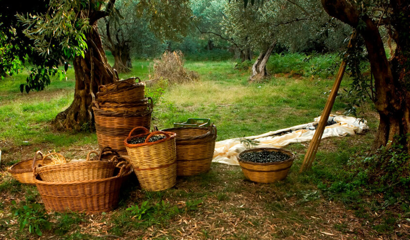freshly harvested olives in wicker baskets laying on the ground in an olive grove
